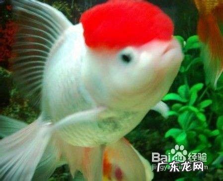 农村养什么赚钱