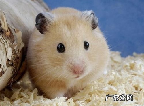 淘宝卖什么赚钱