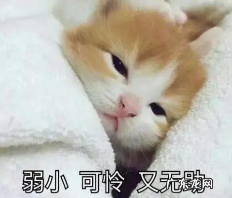 高晓松美国酒驾 高晓松酒驾声明