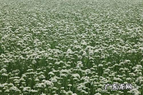 露天种植什么蔬菜赚钱