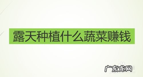 露天种植什么蔬菜赚钱