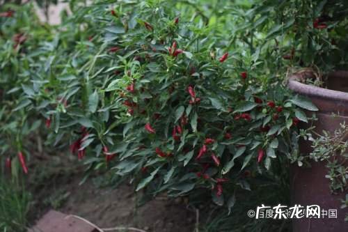 露天种植什么蔬菜赚钱