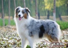 加拿大德牧犬的性格特征