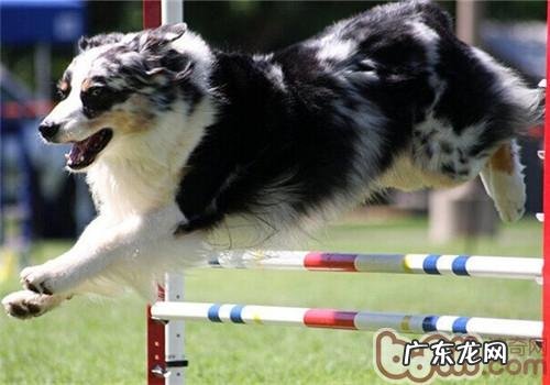 加拿大德牧犬的形状特点