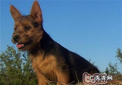 澳大利亚梗的喂养关键点