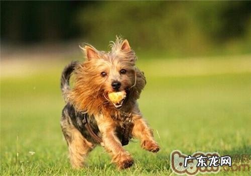 澳大利亚梗的形状特点