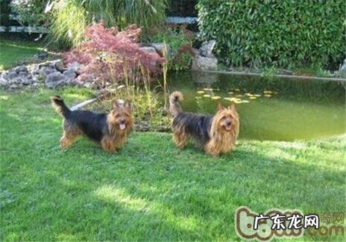 澳大利亚梗的种类介绍