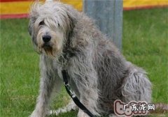 奥达猎犬的喂养关键点