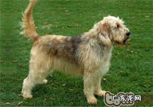 奥达猎犬的性格特征