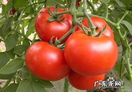 葡萄糖在农作物上有什么作用