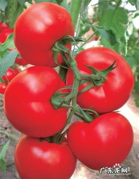 葡萄糖在农作物上有什么作用