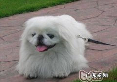 京巴犬的喂养关键点