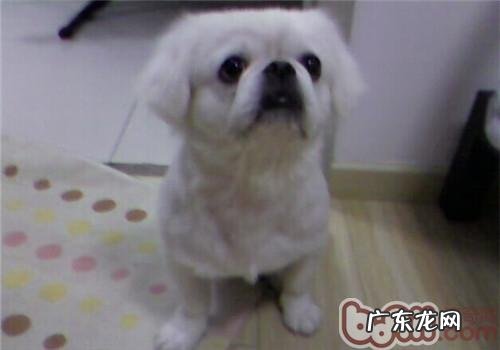 京巴犬的保养专业知识