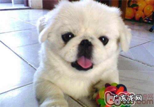 京巴犬的性格特征