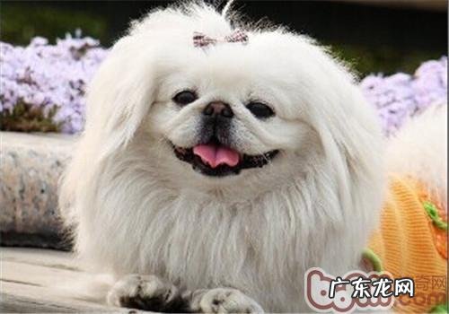 京巴犬的形状特点