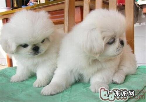 京巴犬的种类介绍