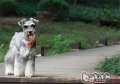 雪纳瑞的喂养关键点