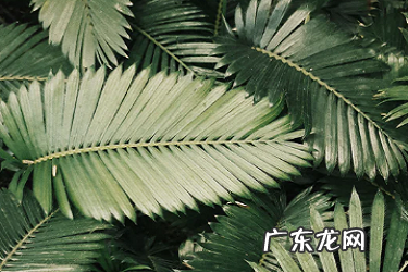 lazada退货运费谁出?有哪些情况?