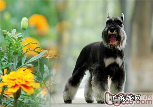 雪纳瑞的种类介绍