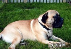 獒犬的形状特点