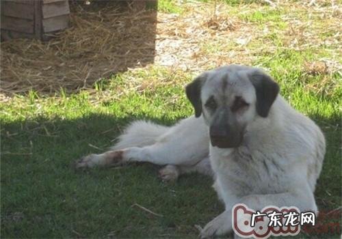 莉娅图德牧犬的保养专业知识