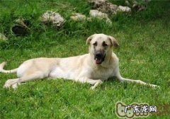 莉娅图德牧犬的形状特点