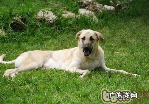 莉娅图德牧犬的形状特点