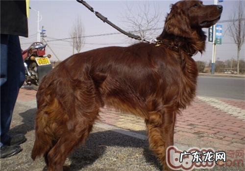 西班牙雪达犬的性格特征