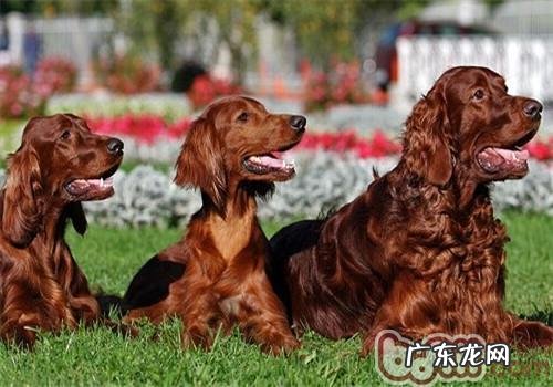 西班牙雪达犬的种类介绍