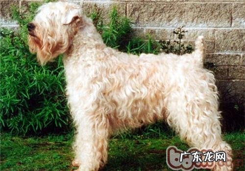 西班牙软毛牙刷梗的喂养关键点