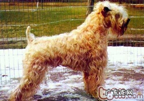 西班牙软毛牙刷梗的保养专业知识