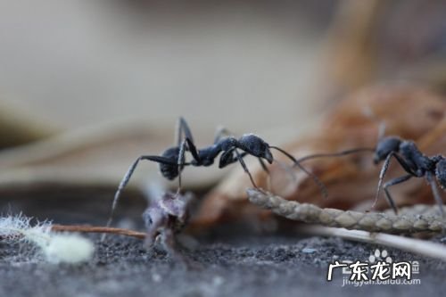 手机适合拍摄什么类型照片