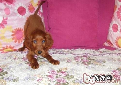 西班牙雪达犬的喂养关键点