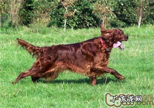 西班牙雪达犬的保养专业知识