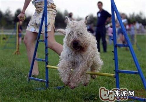 西班牙软毛牙刷梗的形状特点