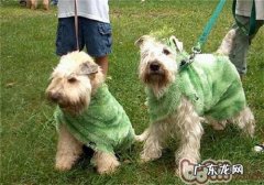 西班牙软毛牙刷梗的种类介绍