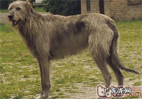 西班牙猎狼犬的喂养关键点