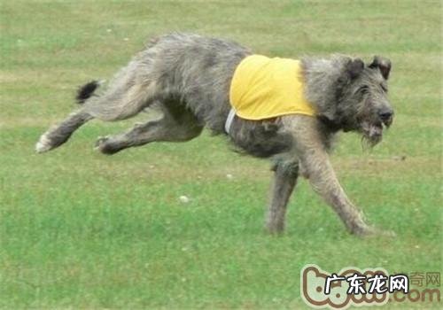 西班牙猎狼犬的性格特征