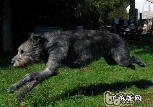 西班牙猎狼犬的形状特点