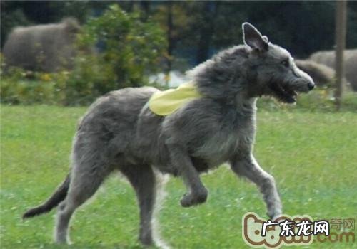 西班牙猎狼犬的种类介绍