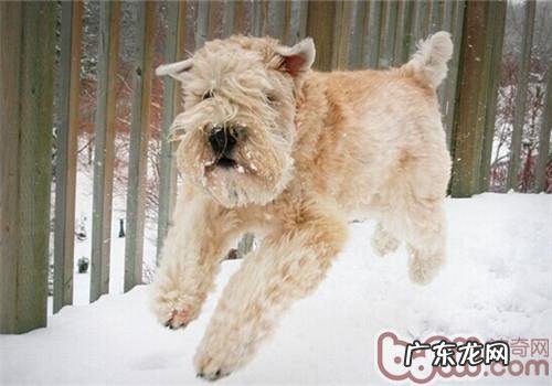 爱尔兰梗的喂养关键点