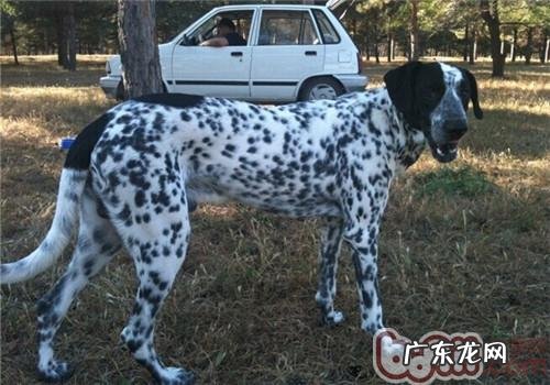 法国刚毛指示犬的形状特点