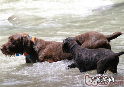 法国刚毛标示犬的品种介绍