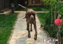 法国短毛指示犬的喂养关键点