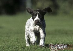 法国短毛指示犬的保养专业知识