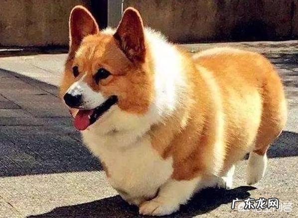 我家柯基就是不会在厕所大小便,咋训练啊?