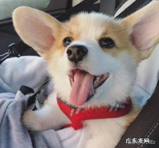 我家柯基就是不会在厕所大小便,咋训练啊?