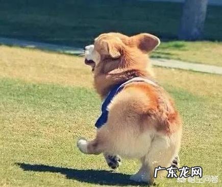 我家柯基就是不会在厕所大小便,咋训练啊?