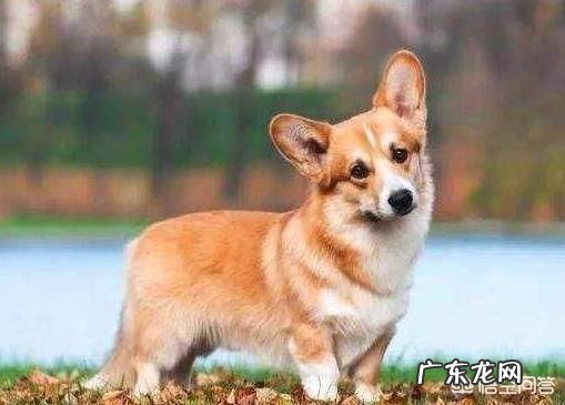 我家柯基就是不会在厕所大小便,咋训练啊?