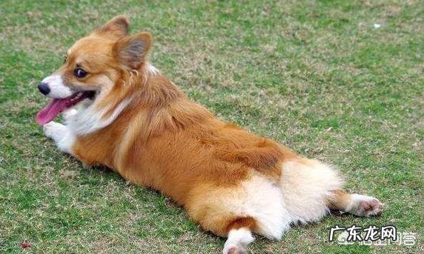 我家柯基就是不会在厕所大小便,咋训练啊?